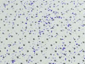 miniaturka Materac twardy H4 XAVIER