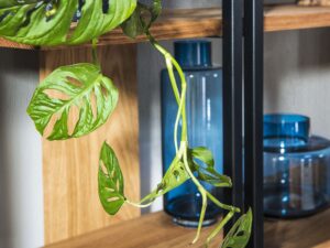 miniaturka Witryna Roma z 1 Drzwiami Prawostronnymi – Kwintesencja Elegancji